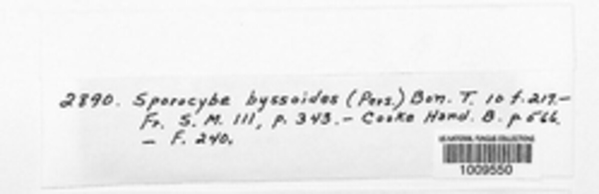 Periconia byssoides image